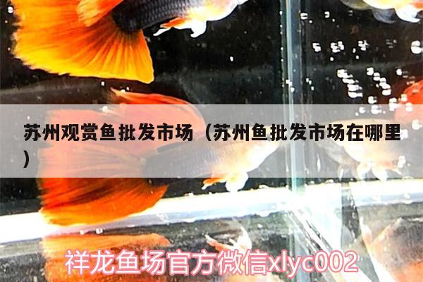 蘇州觀賞魚批發(fā)市場（蘇州魚批發(fā)市場在哪里） 觀賞魚批發(fā)