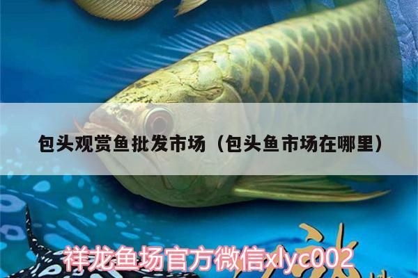 包頭觀賞魚(yú)批發(fā)市場(chǎng)（包頭魚(yú)市場(chǎng)在哪里）