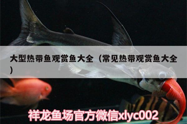 大型熱帶魚(yú)觀賞魚(yú)大全（常見(jiàn)熱帶觀賞魚(yú)大全）