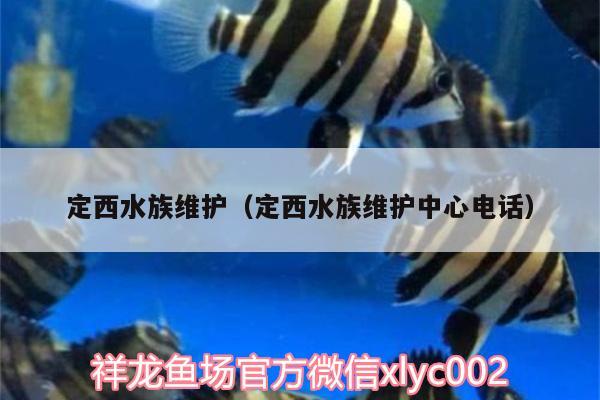 定西水族維護（定西水族維護中心電話） 赤荔鳳冠魚