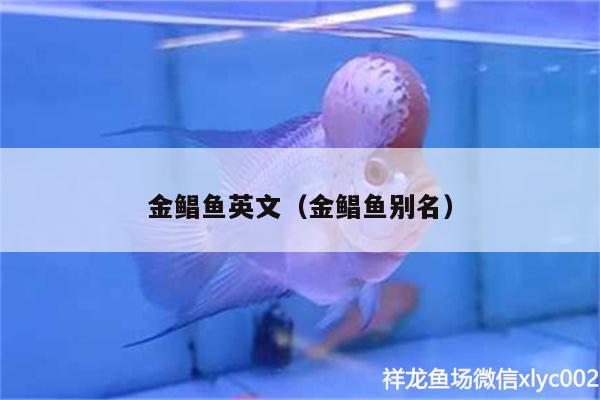 金鯧魚英文（金鯧魚別名）