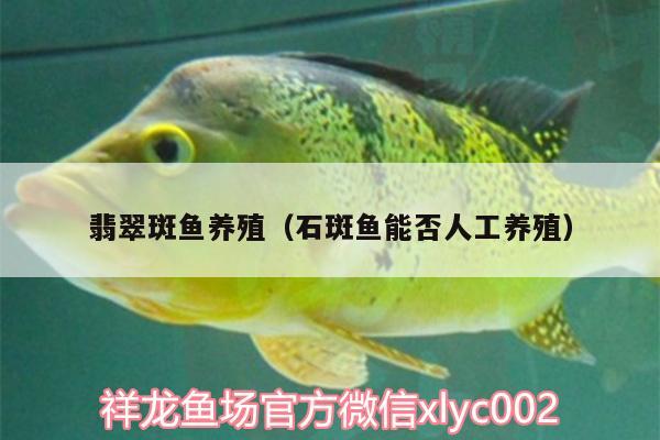 翡翠斑魚養(yǎng)殖（石斑魚能否人工養(yǎng)殖）