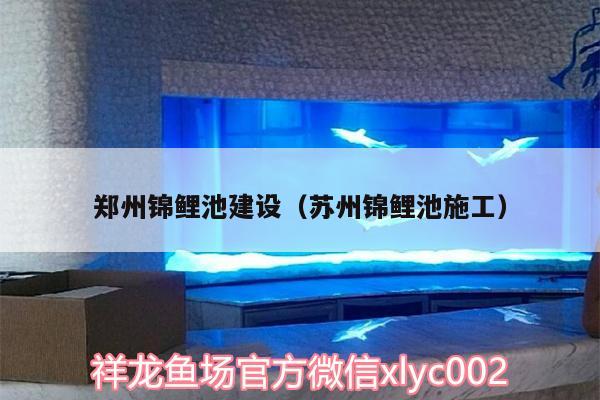 鄭州錦鯉池建設（蘇州錦鯉池施工） 黑金魟魚