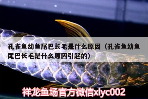 孔雀魚幼魚尾巴長毛是什么原因（孔雀魚幼魚尾巴長毛是什么原因引起的） 白子黑帝王魟魚