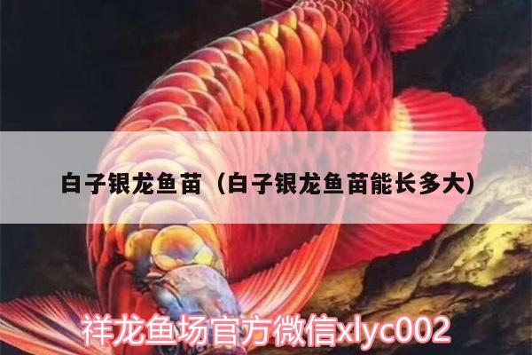 白子銀龍魚苗（白子銀龍魚苗能長多大） 白子銀龍魚苗 第2張