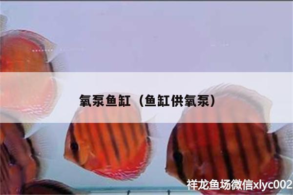 氧泵魚缸（魚缸供氧泵） 元寶鳳凰魚