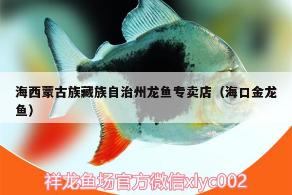 海西蒙古族藏族自治州龍魚專賣店（海口金龍魚） 祥龍金禾金龍魚