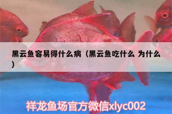 黑云魚容易得什么病（黑云魚吃什么為什么）