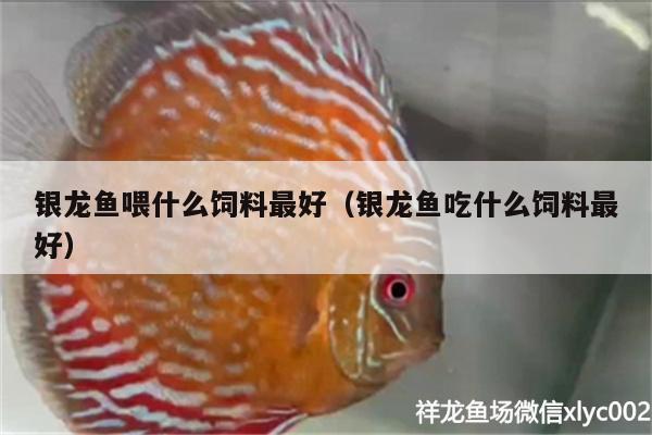 銀龍魚喂什么飼料最好（銀龍魚吃什么飼料最好） 銀龍魚百科