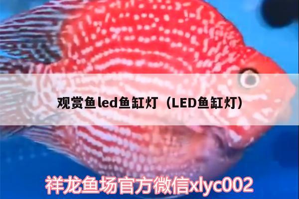 觀賞魚led魚缸燈（LED魚缸燈） B級過背金龍魚