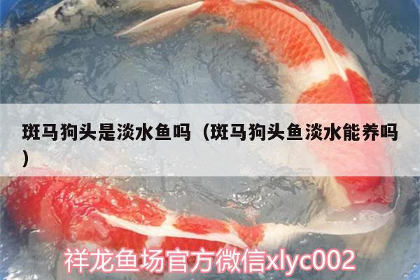 斑馬狗頭是淡水魚(yú)嗎（斑馬狗頭魚(yú)淡水能養(yǎng)嗎） 斑馬狗頭魚(yú)