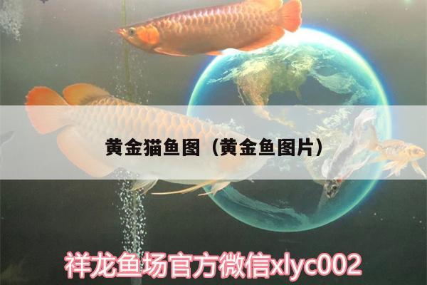 黃金貓魚圖（黃金魚圖片） 黃金貓魚