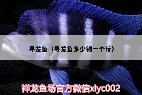 尋龍魚(yú)（尋龍魚(yú)多少錢一個(gè)斤） 白子銀版魚(yú)