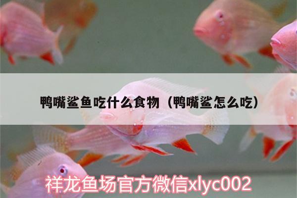 鴨嘴鯊魚(yú)吃什么食物（鴨嘴鯊怎么吃） 鴨嘴鯊魚(yú)