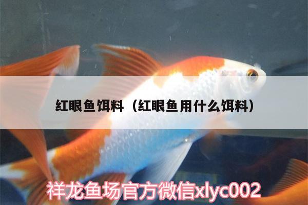 紅眼魚餌料（紅眼魚用什么餌料） 短身紅龍魚