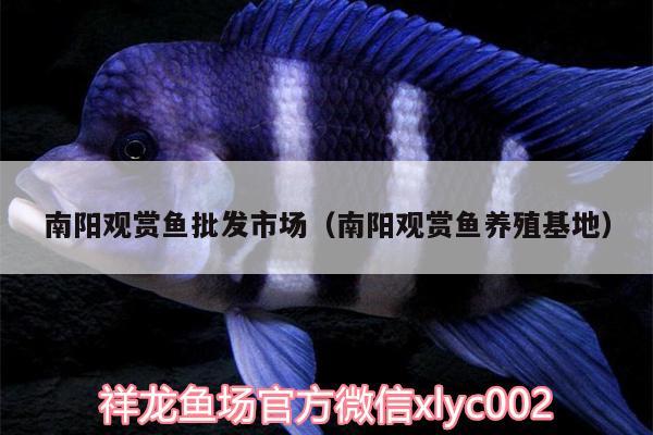 南陽(yáng)觀賞魚(yú)批發(fā)市場(chǎng)（南陽(yáng)觀賞魚(yú)養(yǎng)殖基地）