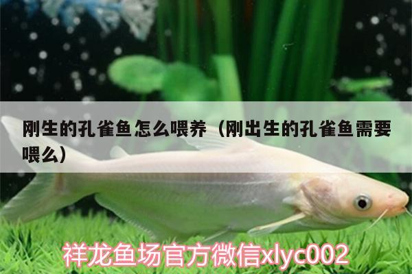 剛生的孔雀魚怎么喂養(yǎng)（剛出生的孔雀魚需要喂么） 沖氧泵