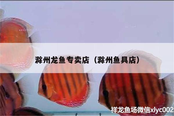 滁州龍魚專賣店（滁州魚具店） 金龍福龍魚