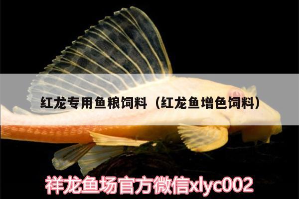 紅龍專用魚糧飼料（紅龍魚增色飼料）