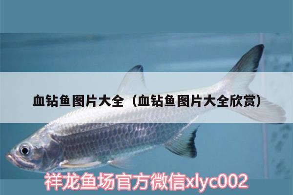 血鉆魚(yú)圖片大全（血鉆魚(yú)圖片大全欣賞） 圖騰金龍魚(yú)