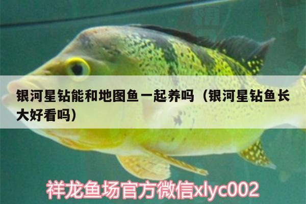 銀河星鉆能和地圖魚一起養(yǎng)嗎（銀河星鉆魚長大好看嗎） 銀河星鉆魚