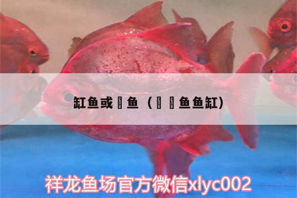 缸魚(yú)或魟魚(yú)（鳑鲏?mèng)~魚(yú)缸）