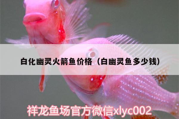 白化幽靈火箭魚價(jià)格（白幽靈魚多少錢） 飛鳳魚