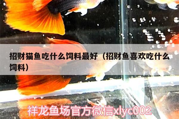 招財(cái)貓魚吃什么飼料最好（招財(cái)魚喜歡吃什么飼料） 虎紋銀版魚