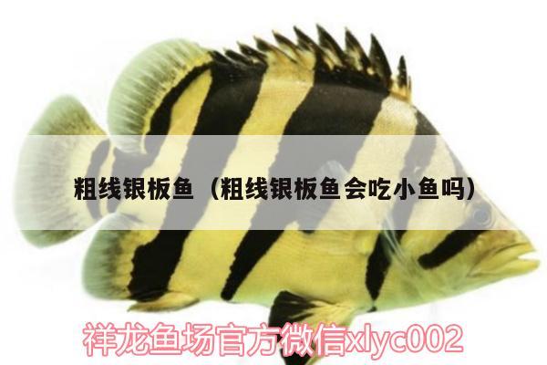 粗線銀板魚（粗線銀板魚會(huì)吃小魚嗎）