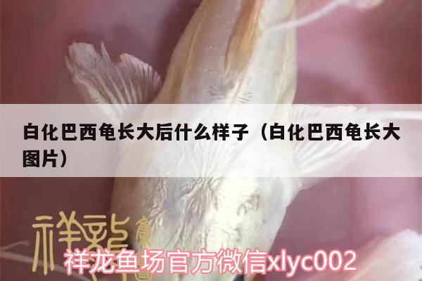 白化巴西龜長(zhǎng)大后什么樣子（白化巴西龜長(zhǎng)大圖片）