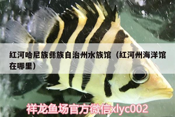 紅河哈尼族彝族自治州水族館（紅河州海洋館在哪里）