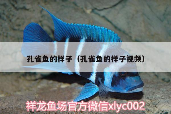 孔雀魚(yú)的樣子（孔雀魚(yú)的樣子視頻）