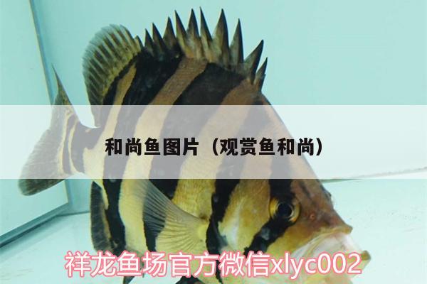 和尚魚圖片（觀賞魚和尚）