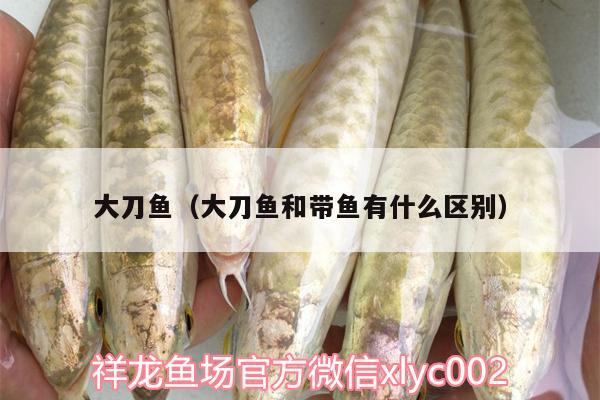 大刀魚（大刀魚和帶魚有什么區(qū)別） 非洲象鼻魚