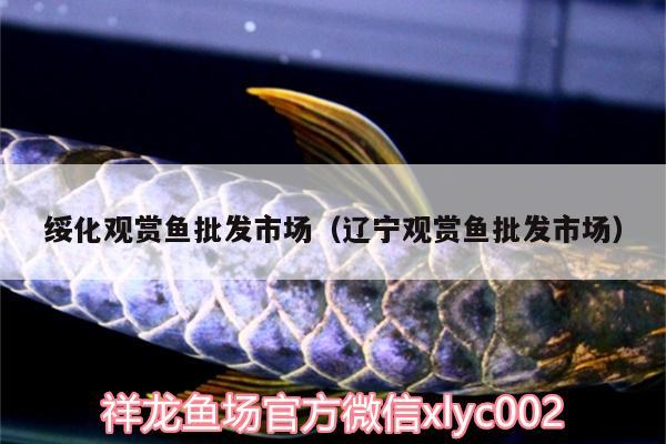 綏化觀賞魚(yú)批發(fā)市場(chǎng)（遼寧觀賞魚(yú)批發(fā)市場(chǎng)） 觀賞魚(yú)批發(fā)