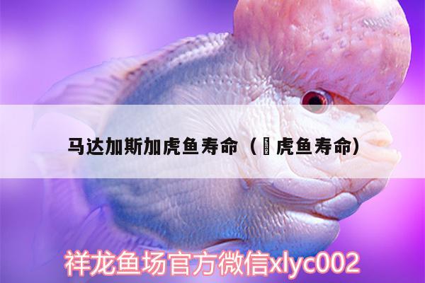 馬達加斯加虎魚壽命（鰕虎魚壽命） 虎魚百科