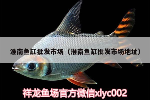 淮南魚缸批發(fā)市場（淮南魚缸批發(fā)市場地址） 青龍魚 第2張