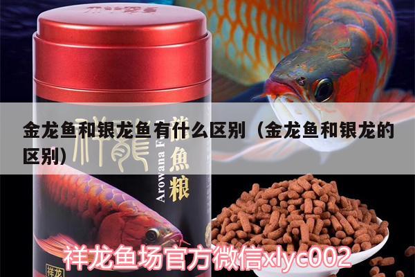 金龍魚和銀龍魚有什么區(qū)別（金龍魚和銀龍的區(qū)別） 銀龍魚