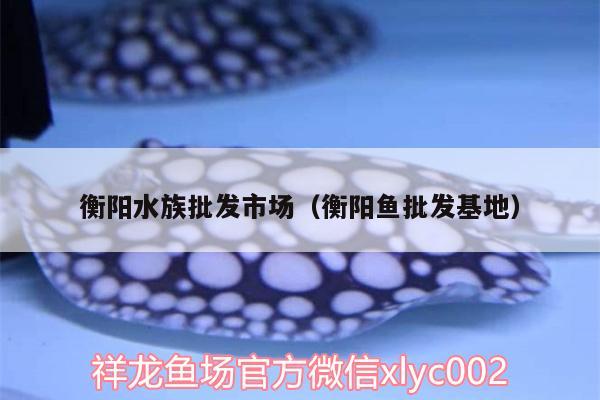 衡陽水族批發(fā)市場（衡陽魚批發(fā)基地）