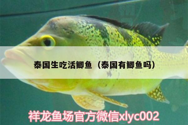 泰國生吃活鯽魚（泰國有鯽魚嗎） 魚缸風(fēng)水