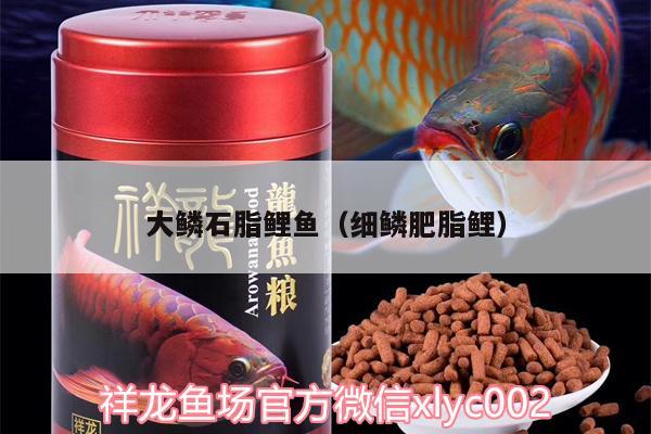 大鱗石脂鯉魚（細(xì)鱗肥脂鯉） 麥肯斯銀版魚