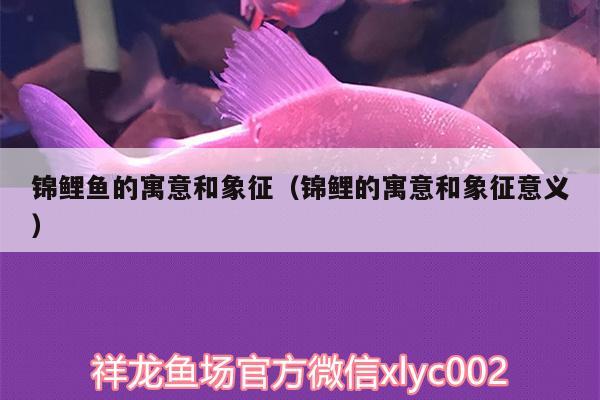 錦鯉魚的寓意和象征（錦鯉的寓意和象征意義）