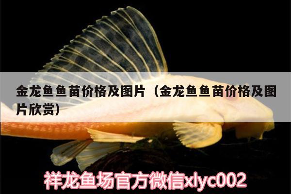 金龍魚魚苗價(jià)格及圖片（金龍魚魚苗價(jià)格及圖片欣賞）