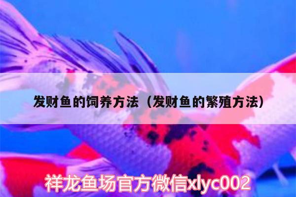 發(fā)財魚的飼養(yǎng)方法（發(fā)財魚的繁殖方法）