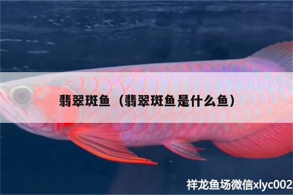 翡翠斑魚(yú)（翡翠斑魚(yú)是什么魚(yú)） 廣州觀賞魚(yú)批發(fā)市場(chǎng)