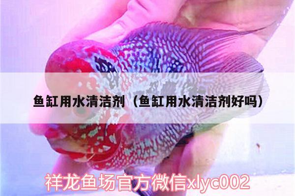 魚缸用水清潔劑（魚缸用水清潔劑好嗎） 白子銀龍魚苗