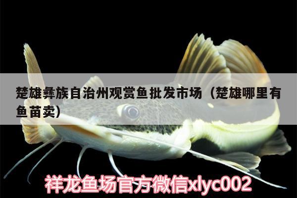 楚雄彝族自治州觀賞魚批發(fā)市場（楚雄哪里有魚苗賣）