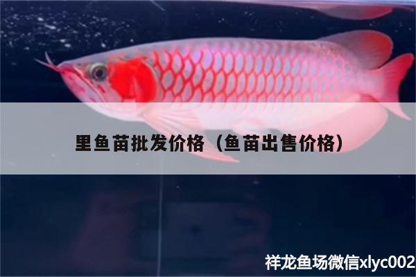 里魚苗批發(fā)價格（魚苗出售價格） 祥龍超血紅龍魚