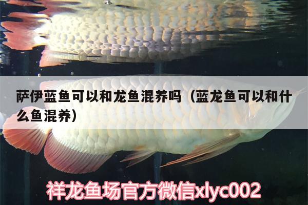 薩伊藍(lán)魚可以和龍魚混養(yǎng)嗎（藍(lán)龍魚可以和什么魚混養(yǎng)） 薩伊藍(lán)魚