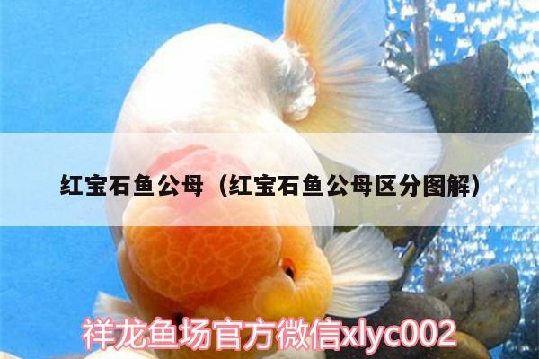 紅寶石魚公母（紅寶石魚公母區(qū)分圖解） 藍帆三間魚